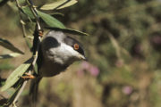Sylvia melanocephala - Sardinian Warbler
