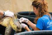 Sea Turtle Rescue Centre in Athens