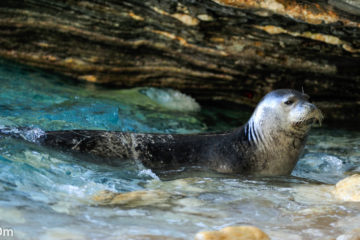 Monk seal by Natural Greece