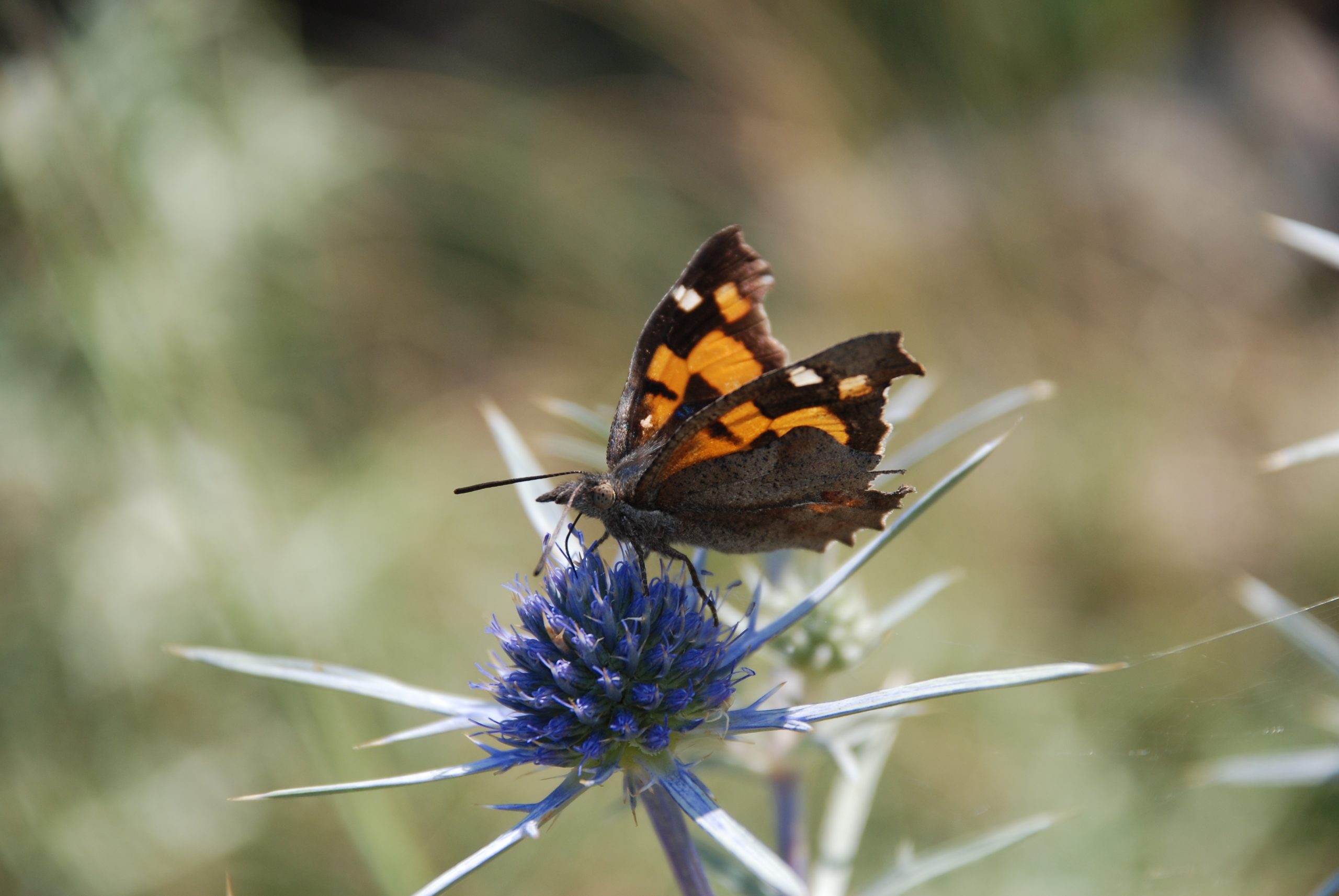 Nettle-tree Butterfly perched on a Sea Holly.