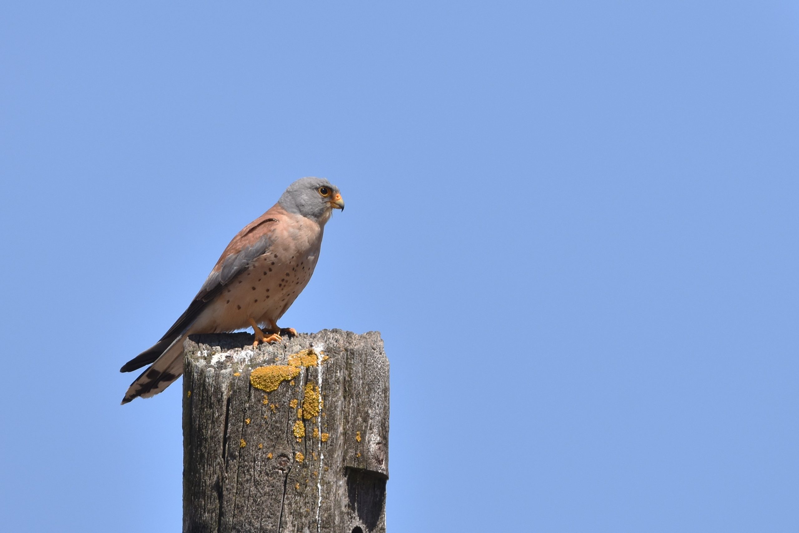 a Lesser Kestrel perched on a pillar overlooking its prey.