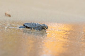 Baby sea turtle returning to sea