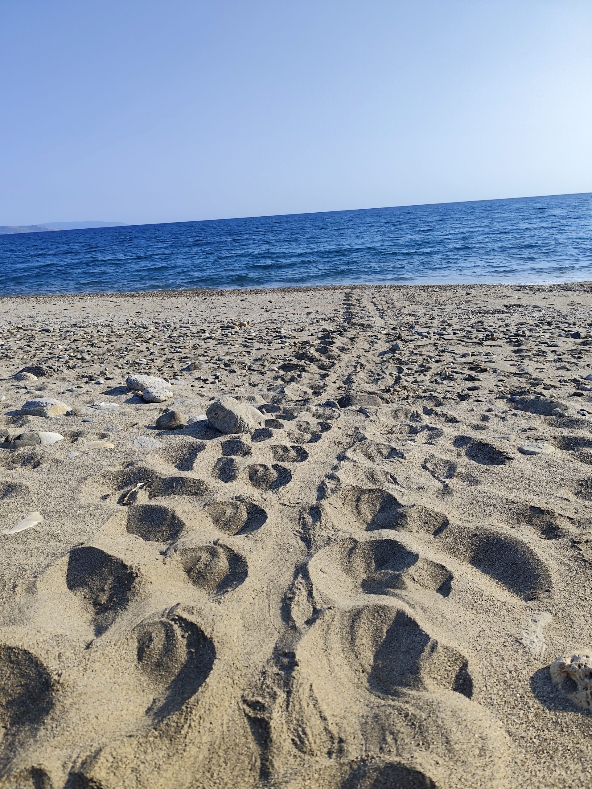 Sea turtle tracks coming from the beach