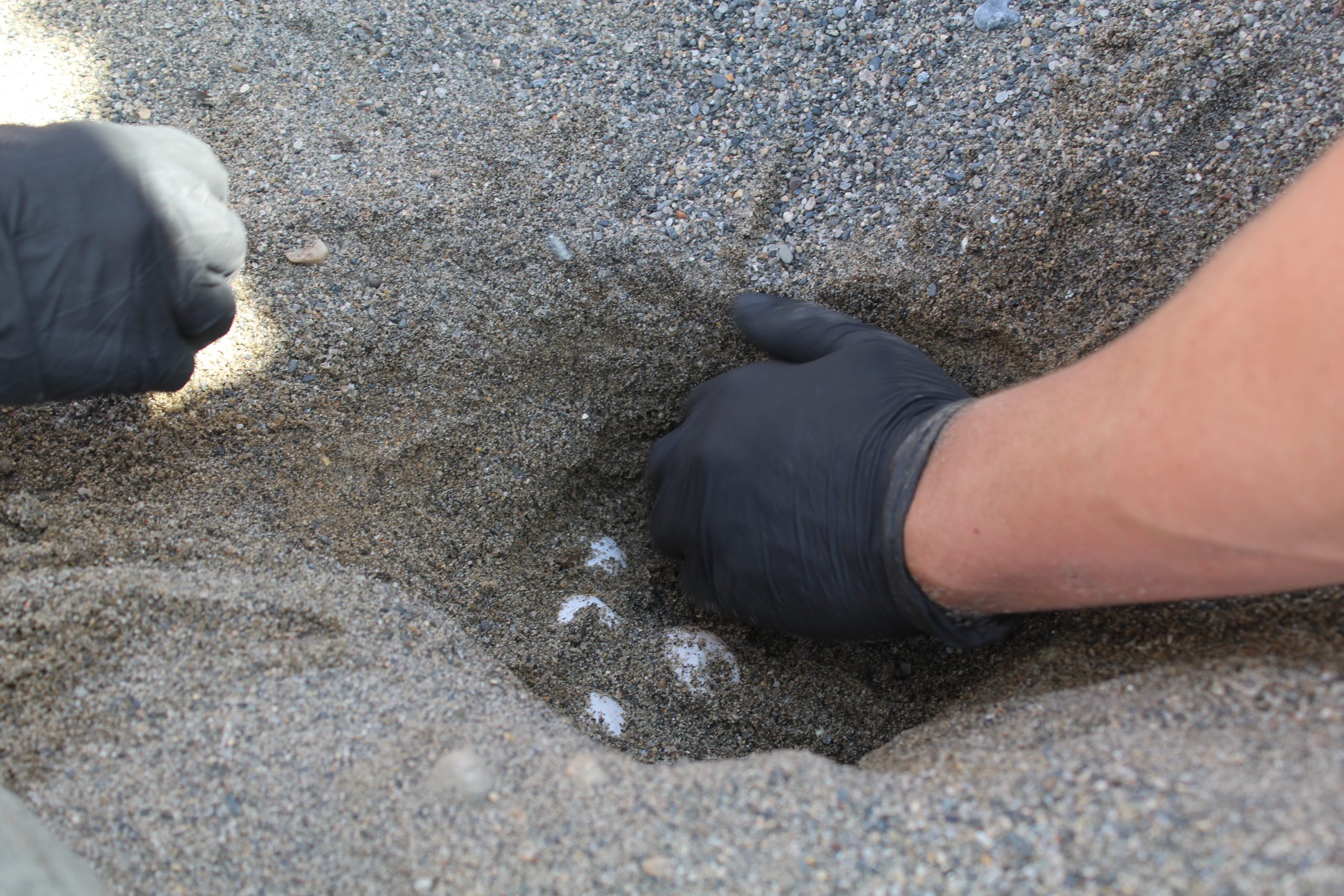 sea turtle nest excavation