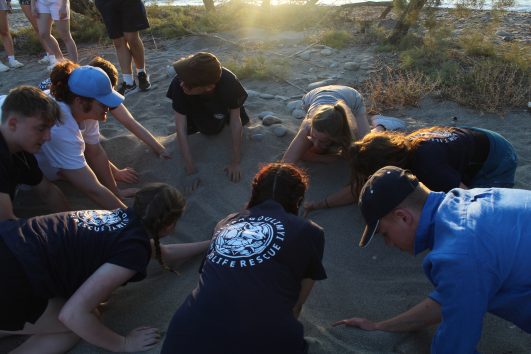 Volunteers help protect a sea turtle nest