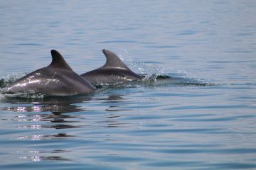 Dolphin watching adventure